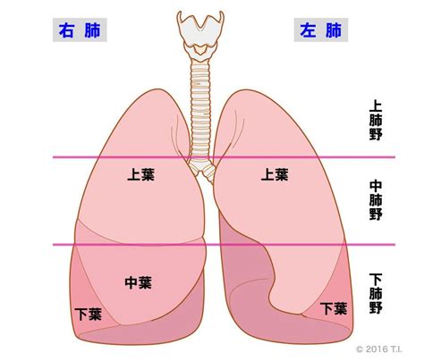 肺 位置|肺